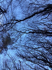 Outdoor Therapy. Tree Sky